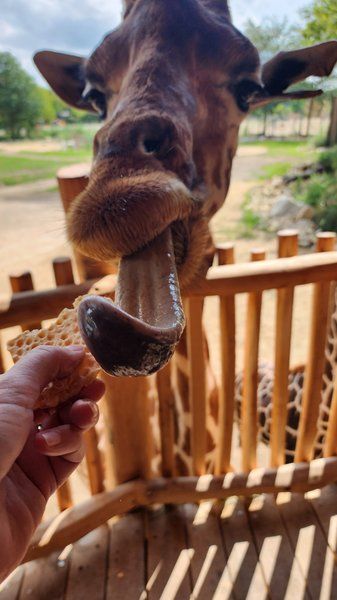 Alex feeding a giraffe at Tierpark Berlin