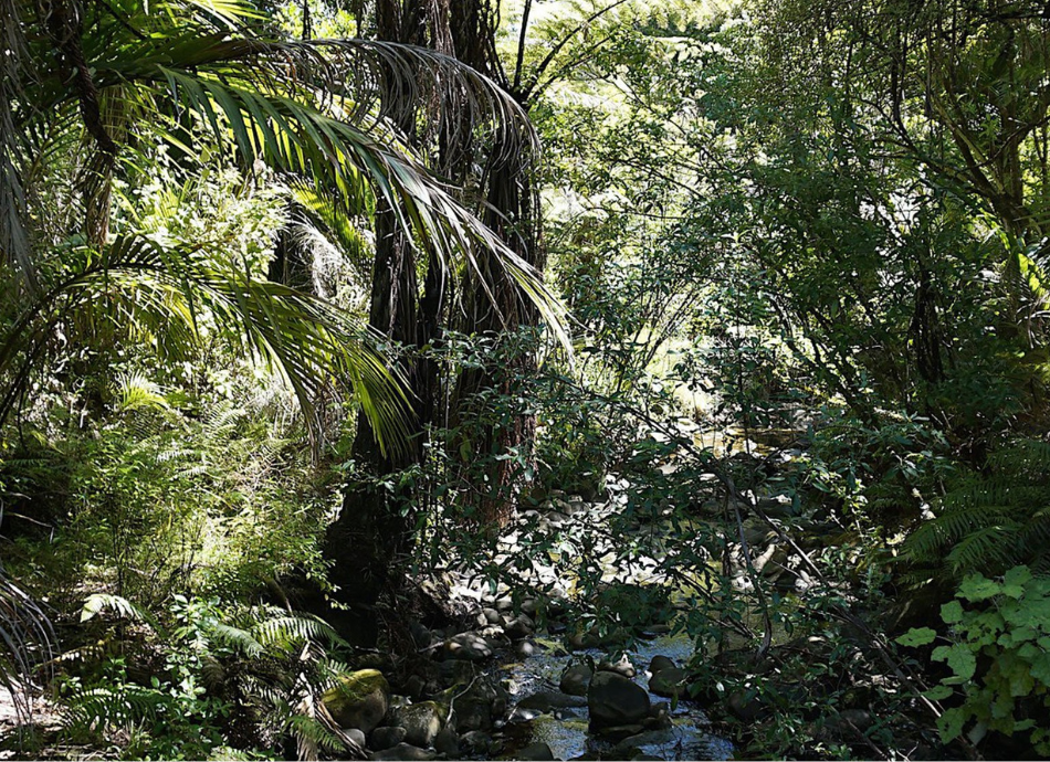 "In the Morere Hot Springs Scenic Reserve", Creative Commons image by Kristina Hoeppner